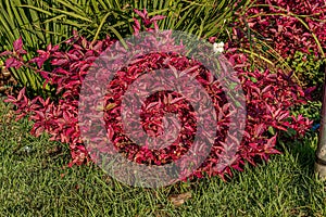 Ruby Leaf Plant