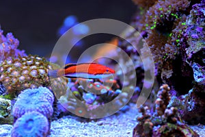 Ruby Longfin Fairy Wrasse - Cirrhilabrus rubeus