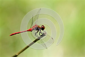 Ruby Meadowhawk Dragonfly  815373