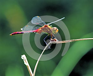 Ruby Meadowhawk Dragonfly   32436