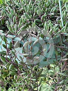 Ruby necklace Othonna capensis succulent closeup view