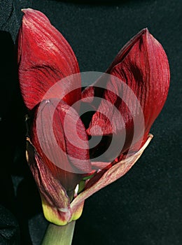 Ruby Red Amaryllis