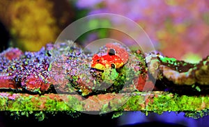 Ruby Red Dragonet fish - Synchiropus sycorax