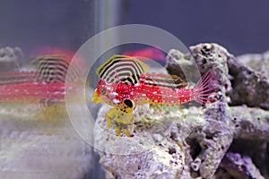 Ruby Red Dragonet - Synchiropus sycorax