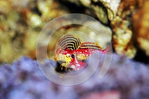 Ruby Red Dragonet - Synchiropus sycorax