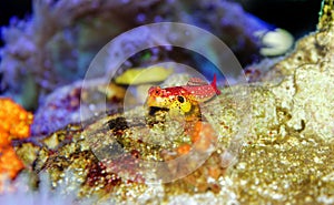 Ruby Red Dragonet - Synchiropus sycorax