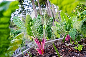 Ruby red or pink swiss chard with bright green leaves as a leafy vegetable growing in a home organic garden as a gardening hobby