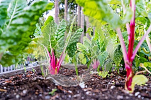 Ruby red or pink swiss chard with bright green leaves as a leafy vegetable growing in a home organic garden as a gardening hobby