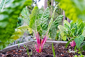 Ruby red or pink swiss chard with bright green leaves as a leafy vegetable growing in a home organic garden as a gardening hobby