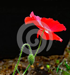 Ruby red poppy remembrance  day