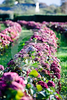 Ruby red and purple hydrangea