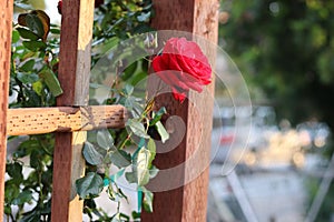 Ruby Red Rose Growing on an Arched Entry