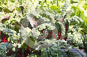 Ruby Red Swiss chard in vegetable patch