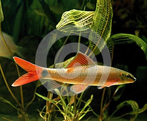 Ruby Shark or Rainbow Shark, epalzeorhynchos frenatus