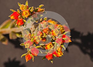 Ruby slippers (Echeveria harmsii) 13018