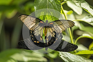 Ruby-spotted swallowtail butterfly