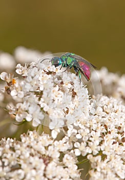 Ruby tailed chrysis wasp