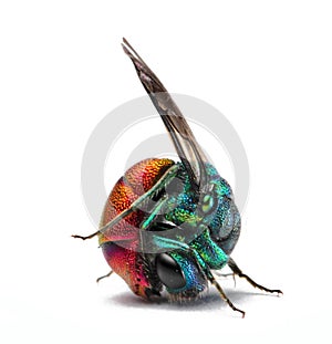 Ruby tailed cuckoo wasp in defensive position