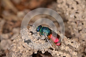 Ruby-tailed wasp (Chrysis ignita)