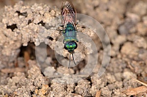 Ruby-tailed wasp (Chrysis ignita)
