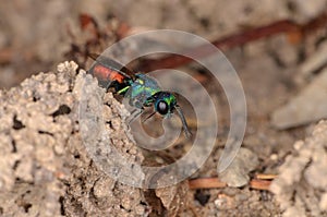 Ruby-tailed wasp (Chrysis ignita)