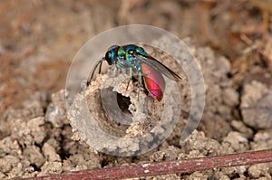 Ruby-tailed wasp (Chrysis ignita)