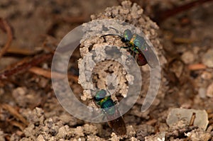 Ruby-tailed wasp (Chrysis ignita)