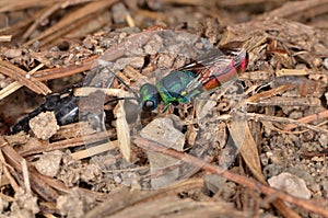 Ruby-tailed wasp (Chrysis ignita)