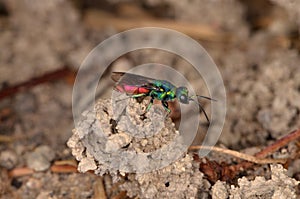 Ruby-tailed wasp (Chrysis ignita)