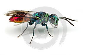 Ruby-tailed Wasp