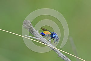 Ruby-tailed wasp