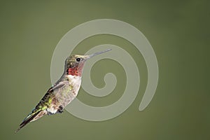 Ruby Throat-ed Humming Bird Flying towards Flower