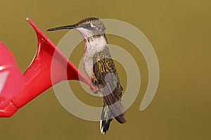 Ruby Throat Humming bird