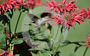 Ruby Throat Hummingbird Archilochus colubris female