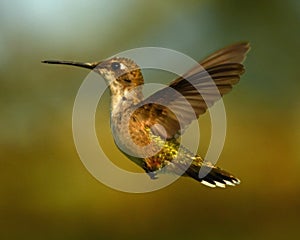 Ruby Throat Hummingbird Flight