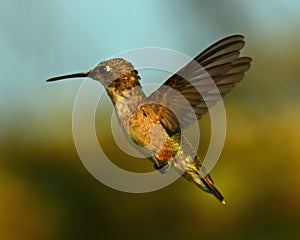 Ruby Throat Hummingbird Flight