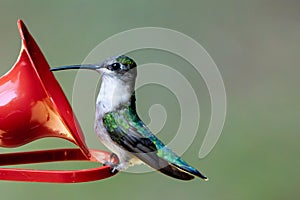 Ruby Throated female hummingbird.