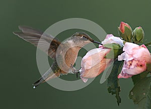 Ruby-throated Humming photo