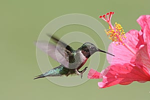 Ruby-throated Hummingbird photo