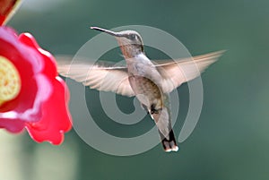 Ruby Throated Hummingbird