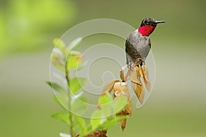 Ruby Throated Hummingbird