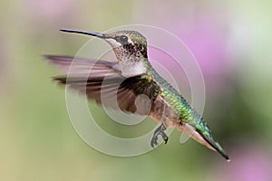 Ruby-throated Hummingbird