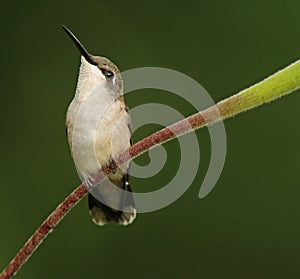 Ruby-throated Hummingbird