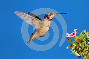 Ruby-throated Hummingbird