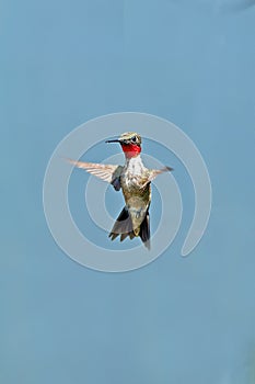 Ruby-throated Hummingbird