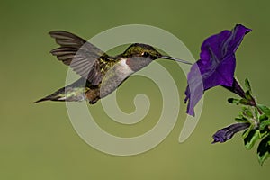 Ruby-throated Hummingbird