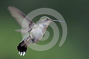 Ruby-throated Hummingbird