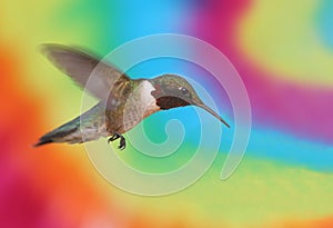 Ruby-throated Hummingbird