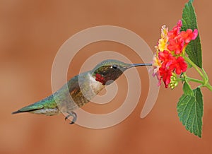 Ruby-throated Hummingbird