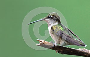 Ruby-throated Hummingbird